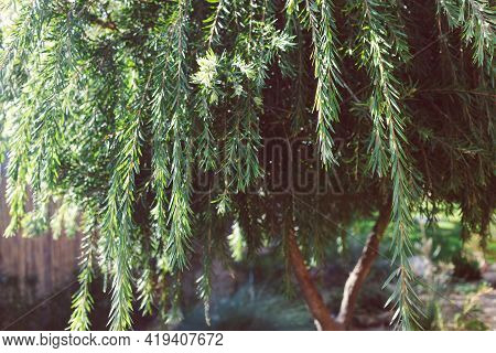 Native Australian Callistemon Viminalis (weeping Bottlebrush) Tree Outdoor In Sunny Backyard