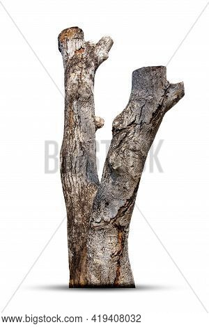 Dead Tree , Stump Tree ,old Timber , Piece Of Dry Tree Branch  Isolated On White Background.