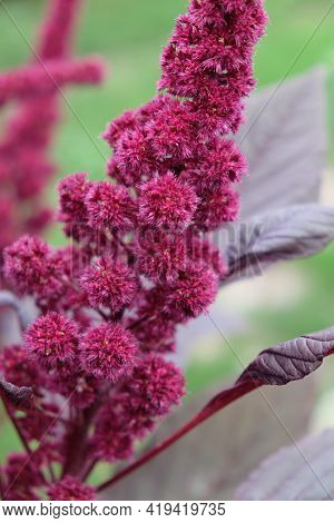 Inflorescence Of Crimson Amaranth Plant, Close-up. Amaranthus Cruentus Is A Flowering Plant Species 