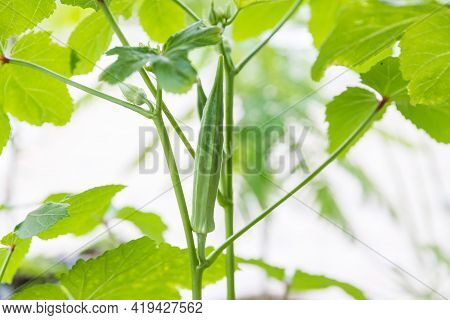 Okra Vegetable On Plant In Farm. Okra Plant Growing In Home Garden. Okra Flower