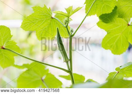 Okra Vegetable On Plant In Farm. Okra Plant Growing In Home Garden. Okra Flower