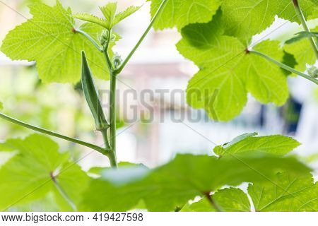 Okra Vegetable On Plant In Farm. Okra Plant Growing In Home Garden. Okra Flower