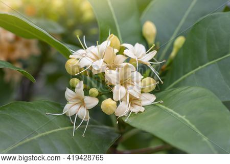 Anan Or Fagraea Fragrans Roxb Bloom On Tree In The Garden With Sunlight. Thai People Call Kankrao Is