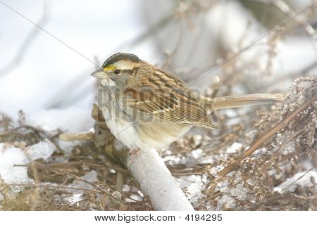 Uccello di neve
