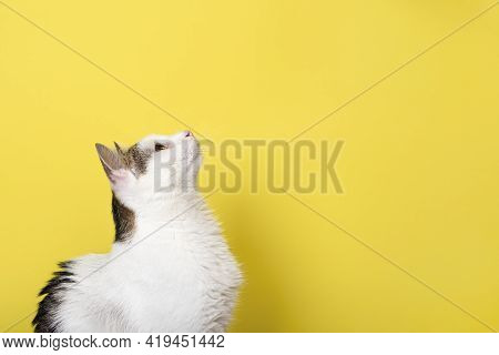 Curious Cat Looking Up Isolated On Yellow Background. Pet Banner With Copy Space.