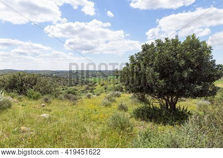 Nature Near The Excavations Of The Ancient Maresha City In Beit Guvrin, Near Kiryat Gat, In Israel