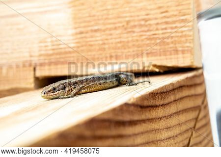 European Lizard In Sunlight Sitting On A Bench In Ireland