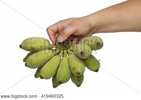 Hand Holding Green Bananas Isolated On White Background With Cipping Path.