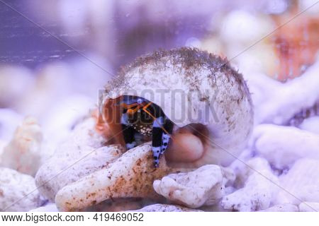 A Black And Blue Hermit Crab In A Snail Shell In The Aquarium.