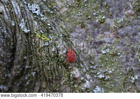 Close Up Of A Red Velvet Mite Sitting On A Log.