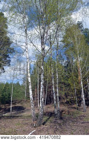 Pine forest in Kiev Region,Ukraine. Natyre of Eastern Europe