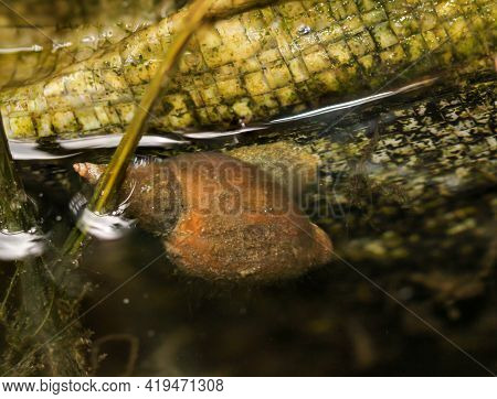A Pond Snails - Lymnaea Stagnalis At The Edge Of A Pond, They Also Graze The Pond Water From Below.