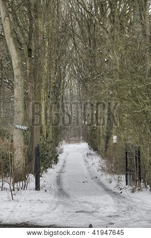 Sneklædte indkørsel gennem træer