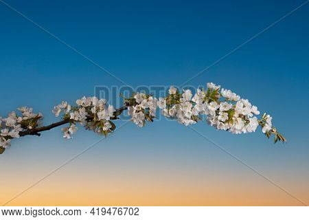 Blosseming Apple Tree Branch In The Evening