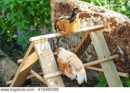 Free Range Chicken On Organic Animal Farm Freely Grazing In Yard On Ranch Background. Hen Chickens G