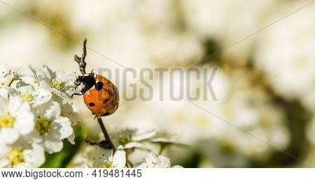 Ladybug - Coccinellidae, On The Small Snow-white Flowers Of The Plant Lobularia Maritima Alissum Mar