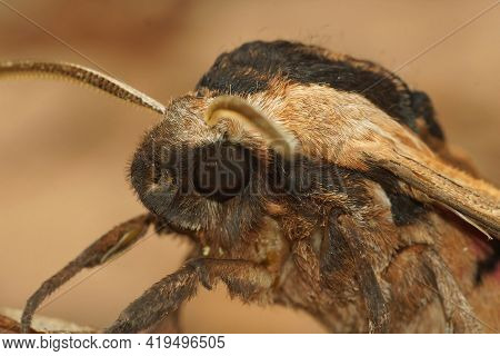 Frontal Closeup Of A Privet Hawk Moth, Sphinx Ligustri