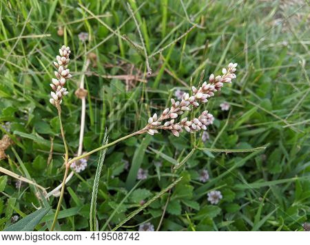 Flowers In The Grass , Persicaria Lapathifolia, Known As Pale Persicaria, Is A Plant Of The Family P