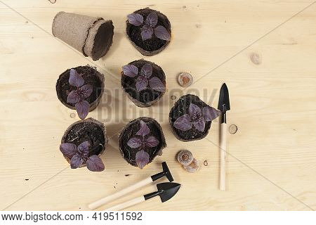 Young Sprouts Of Seedlings In Peat Biodegradable Pots And Care Tools, Transplant Basil On A Bright S