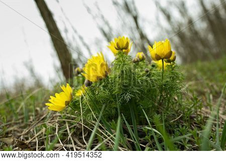 Spring Adonis Flower In The Fields And Hills, Ukraine. The Pheasant\'s Eye Grows In Sheep Pasture In