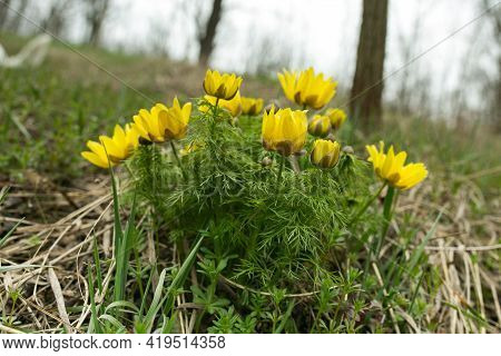 Spring Adonis Flower In The Fields And Hills, Ukraine. The Pheasant's Eye Grows In Sheep Pasture In