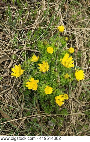 Spring Adonis Flower In The Fields And Hills, Ukraine. The Pheasant's Eye Grows In Sheep Pasture In