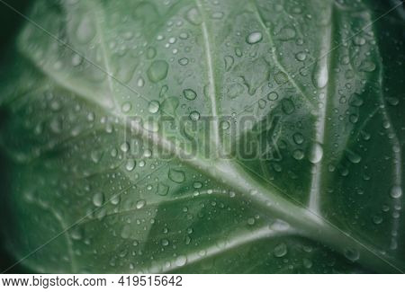 Cabbage Leaf With Water Drops On It. Selective Focus.fresh Cabbage Leaf. Raw Fresh Green Cabbage Tex