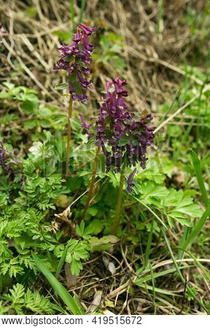 Flower Blue Broomrape On The Green Grass. Purple  Wildflower.