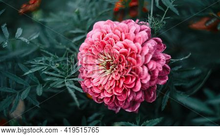 Zinnia Flower Close Up With Blurred Background. Zinnia Flower In The Garden. Zinia Rain Field. Brigh