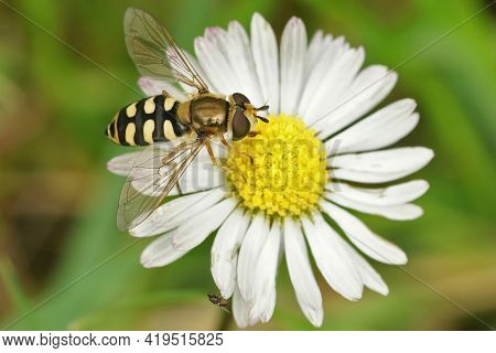 Closeup Of A Migrant Hoverfly, Eupeodes Corollae On A Common Daisy, Bellis Perennis In The Garden