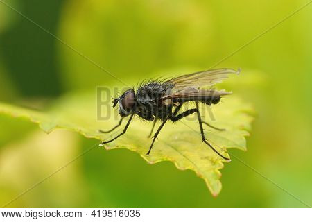 Closeup Of The Bean Seed Fly, Delia Platura, An Agricultural Pest For Beans And Peas