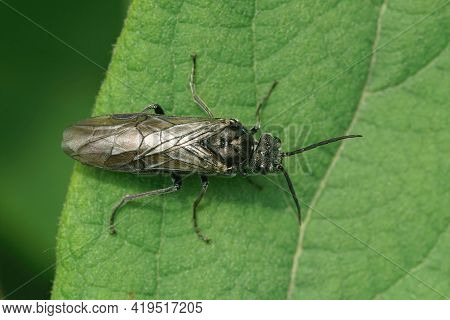 Detailed Closeup Of A Sawfly , Dolerus , On A Green Leaf