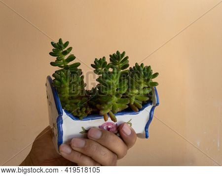 Sedum Rubrotinctum Jelly Beans Succulent Plant Succulent Plant Holding In A Hand Isolated Background