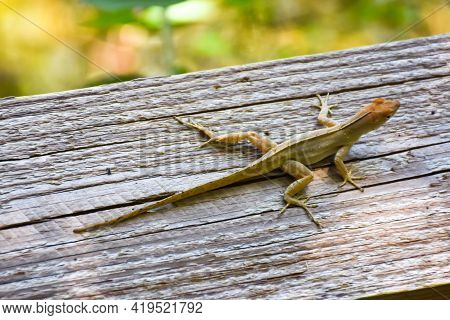 Lizard Sunning On A Fence Rail At Florida Botanical Garden In Largo, Florida