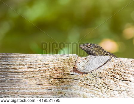 Lizard Resting In The Sun On A Fence Rail At Florida Botanical Garden In Largo, Florida