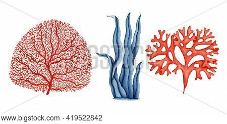 Watercolor Seaweed Set. Blue Red Algae Collection. Ocean Underwater Coral Reef Plant. Sea Life Illus