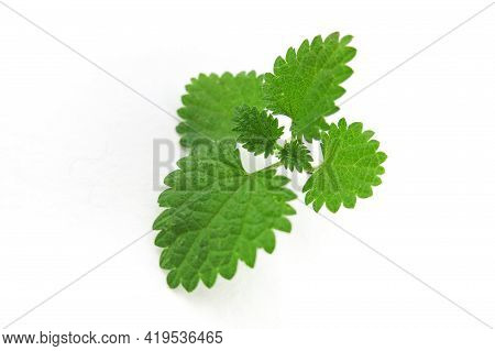 Bush With Leaves Of Deaf Nettle ( Deadnettle) On An Isolated White Background