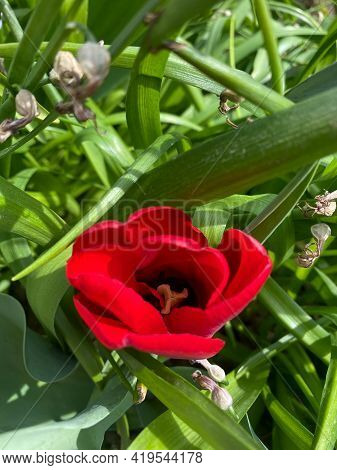 Red Sprenger's Tulip In Bloom Close-up From Up View