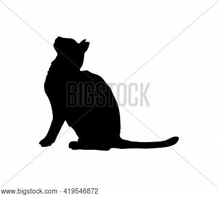 An Attentive Cat. Solid, Plausible Silhouette. Sit And Wait For Food.