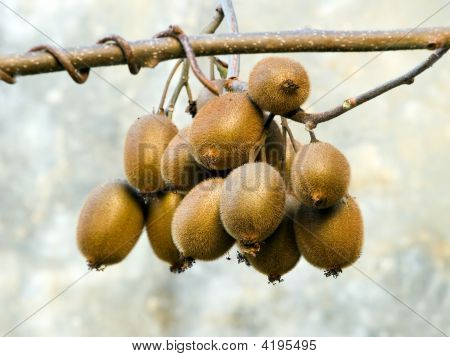Reihe von kiwi