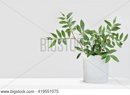 Eucaliptus Branches In A Concrete Flowerpot. Copy Space. Minimal Style Home Decor. Greenplants For H