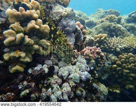 Stocky Hawkfish Or Whitespotted Hawkfish Or Large Hawkfish (cirrhitus Pinnulatus) Undersea, Red Sea,