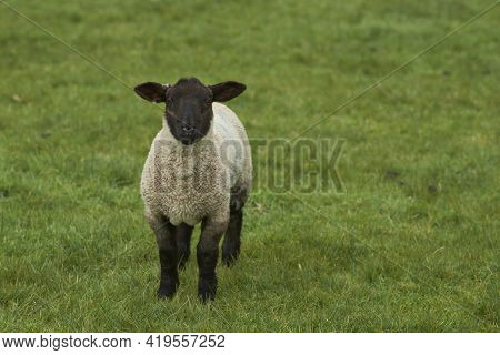 Sheep And Lambs In Lush Green Fields Of The Woolley Valley, An Area Of Outstanding Natural Beauty In