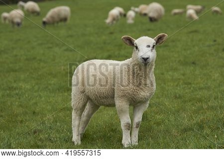 Sheep And Lambs In Lush Green Fields Of The Woolley Valley, An Area Of Outstanding Natural Beauty In