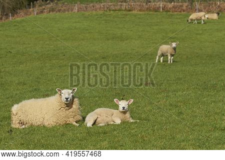 Sheep And Lambs In Lush Green Fields Of The Woolley Valley, An Area Of Outstanding Natural Beauty In