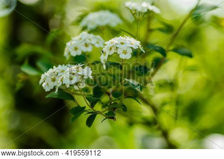 Tiny Snow-white Lilac Flowers Lobularia Maritima Alissum Maritimum, Sweet Alissum Or Sweet Alison, A