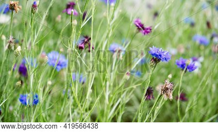 Summer Cornflower Centaurea Cyanus Blue Flower Web Banner. Blooming Colorful Cornflowers. Glade Of C
