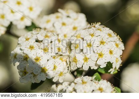 Tiny Snow-white Lilac Flowers Lobularia Maritima Alissum Maritimum, Sweet Alissum Or Sweet Alison, A