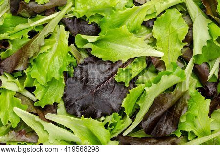 Fresh Picked Loose Leaf Lettuce, Red And Green Leaved Pluck Lettuce, Close-up From Above. Also Known
