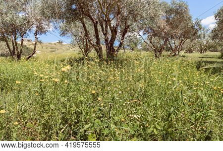 Nature Near The Excavations Of The Ancient Burial Caves Of The Sidonian Near The Maresha City In Bei